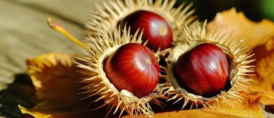 Sagra delle Castagne - Prata di Pordenone